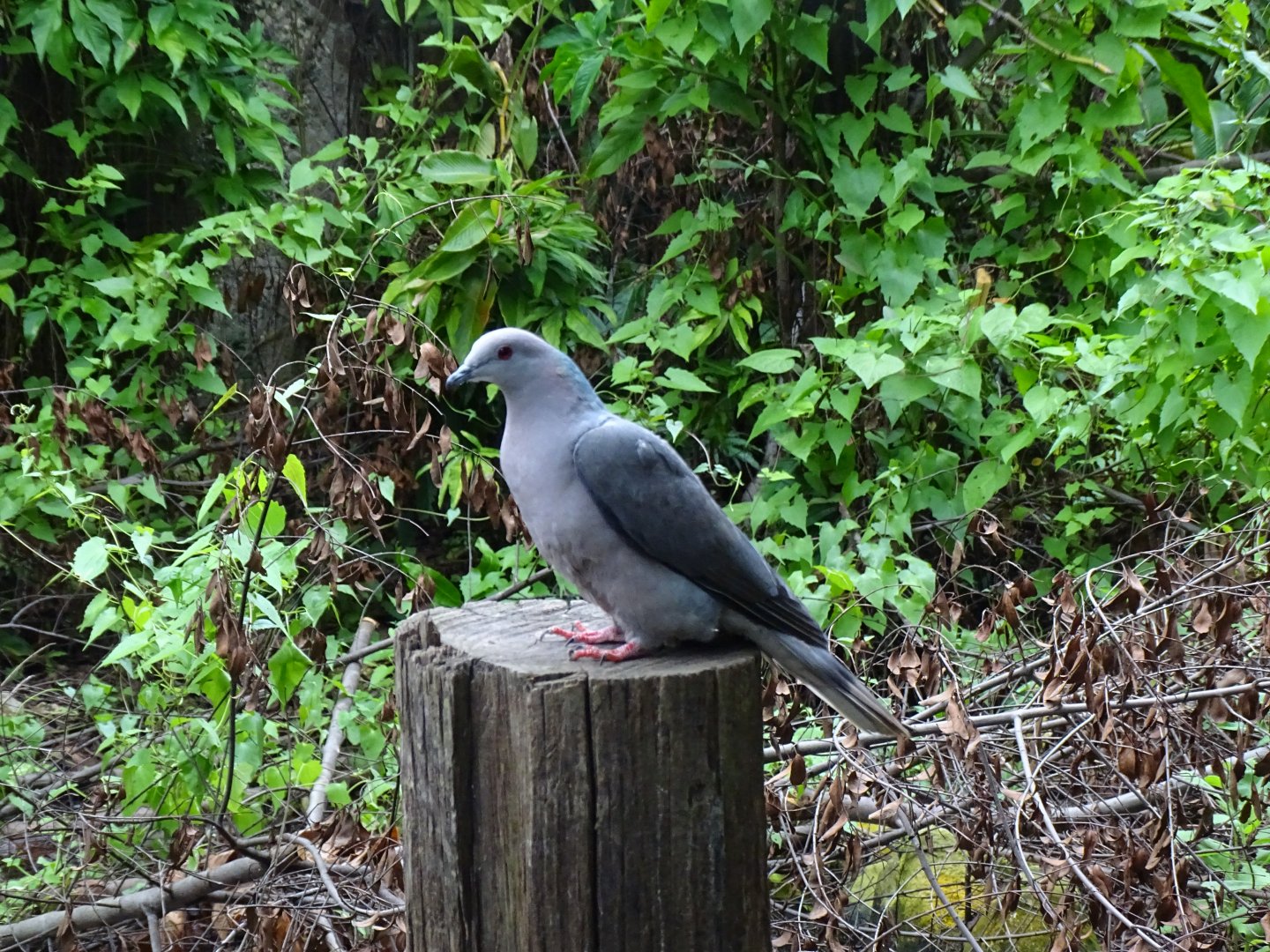 Ring-tailed pigeon (Patagioenas caribaea) Jamaica Swamp Safari, Jamaica