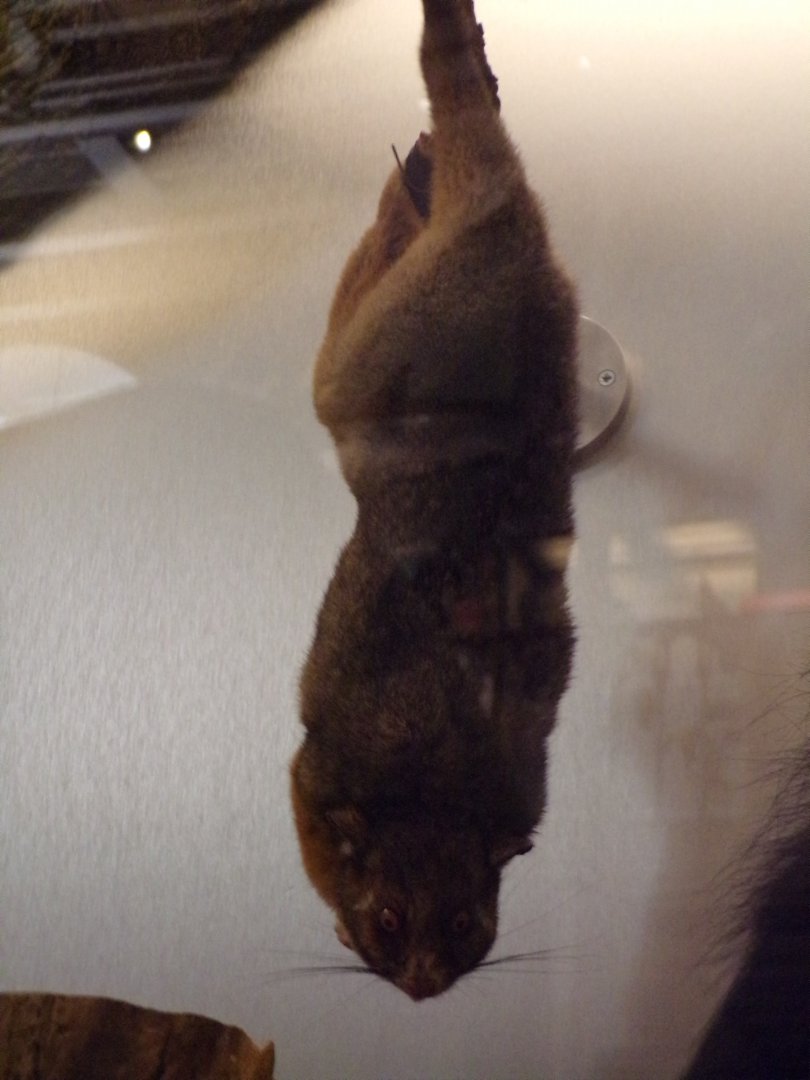 Ring-tailed possum 26.8.23