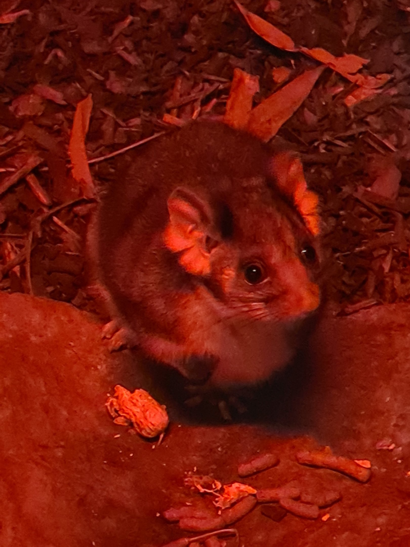 Ring-tailed possum - Hamerton