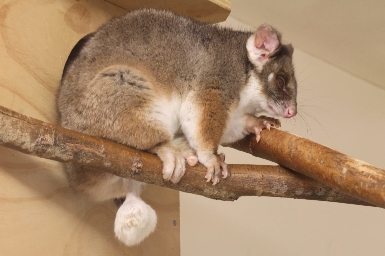 Ring Tailed Possum (Pseudocheirus Peregrinus)