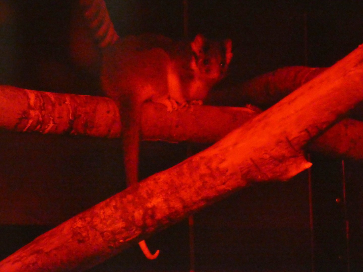 Ring-tailed possum