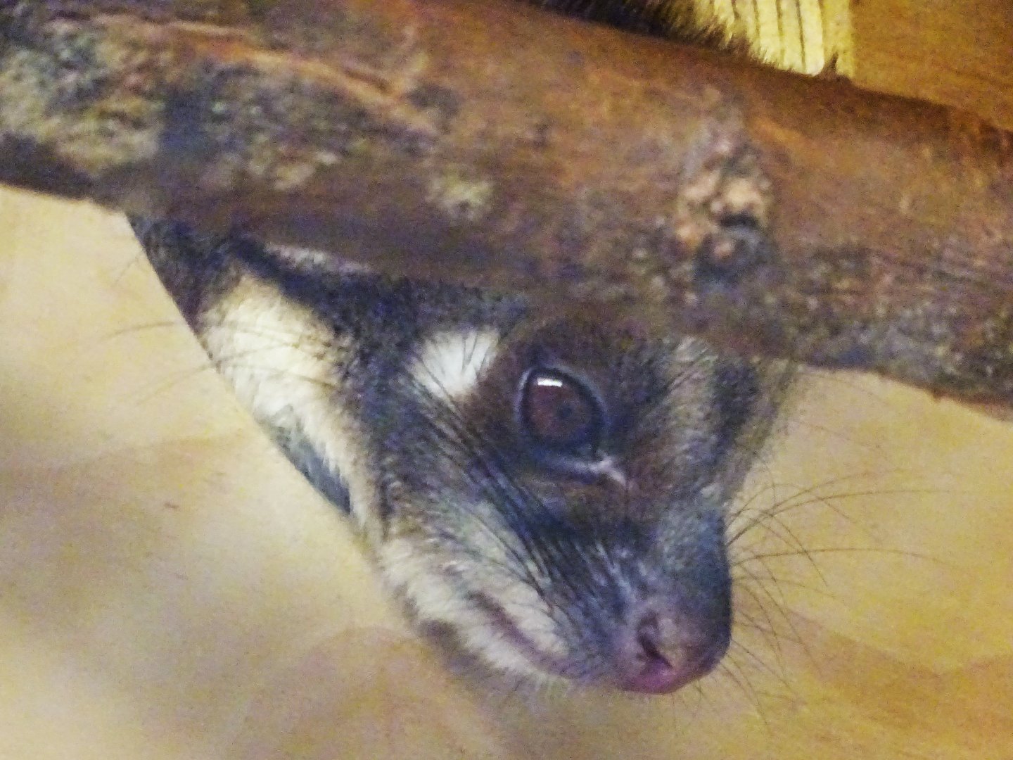 Ring-Tailed Possum