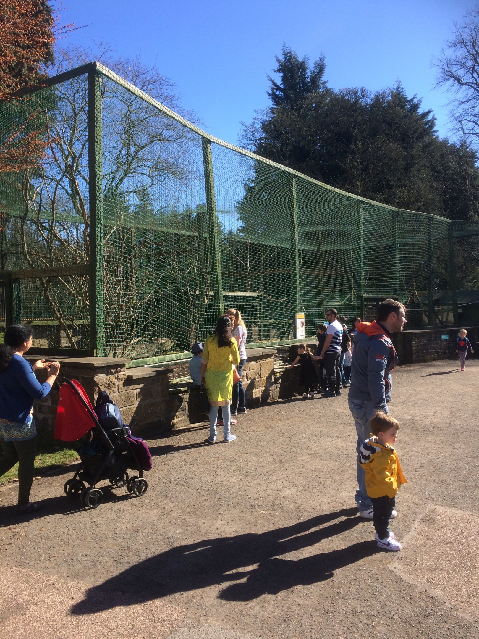 Ring tailed & red bellied lemur exhibit
