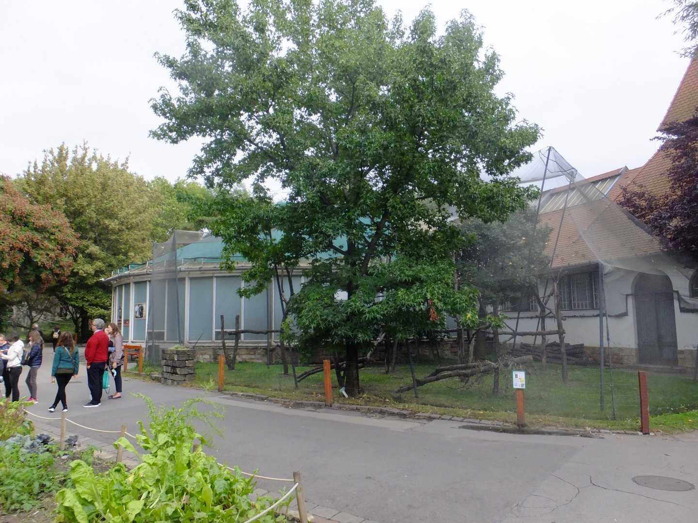 Ring-tailed+Red-fronted lemur outdoor
