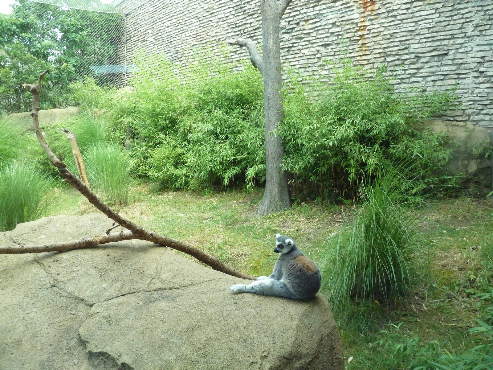 Ring-Tailed/Red Ruffed Lemur Exhibit
