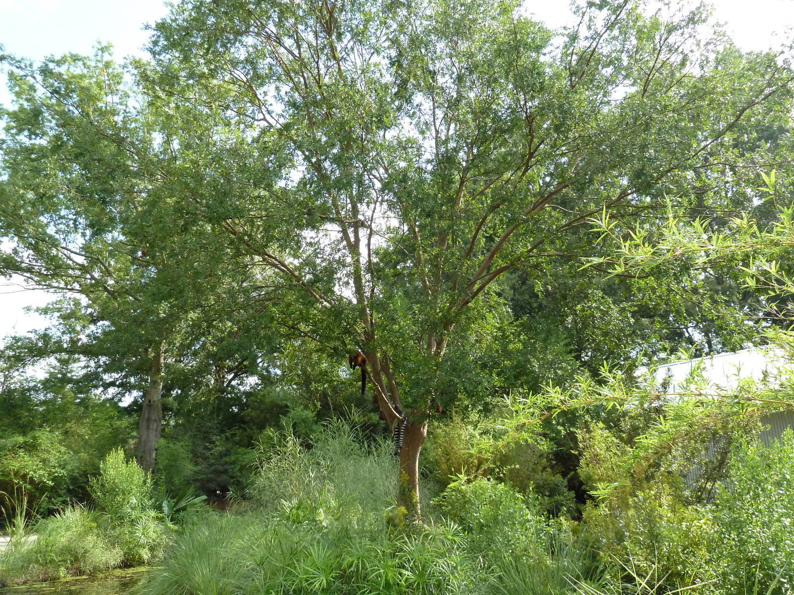 Ring-Tailed/Red Ruffed Lemur Exhibit