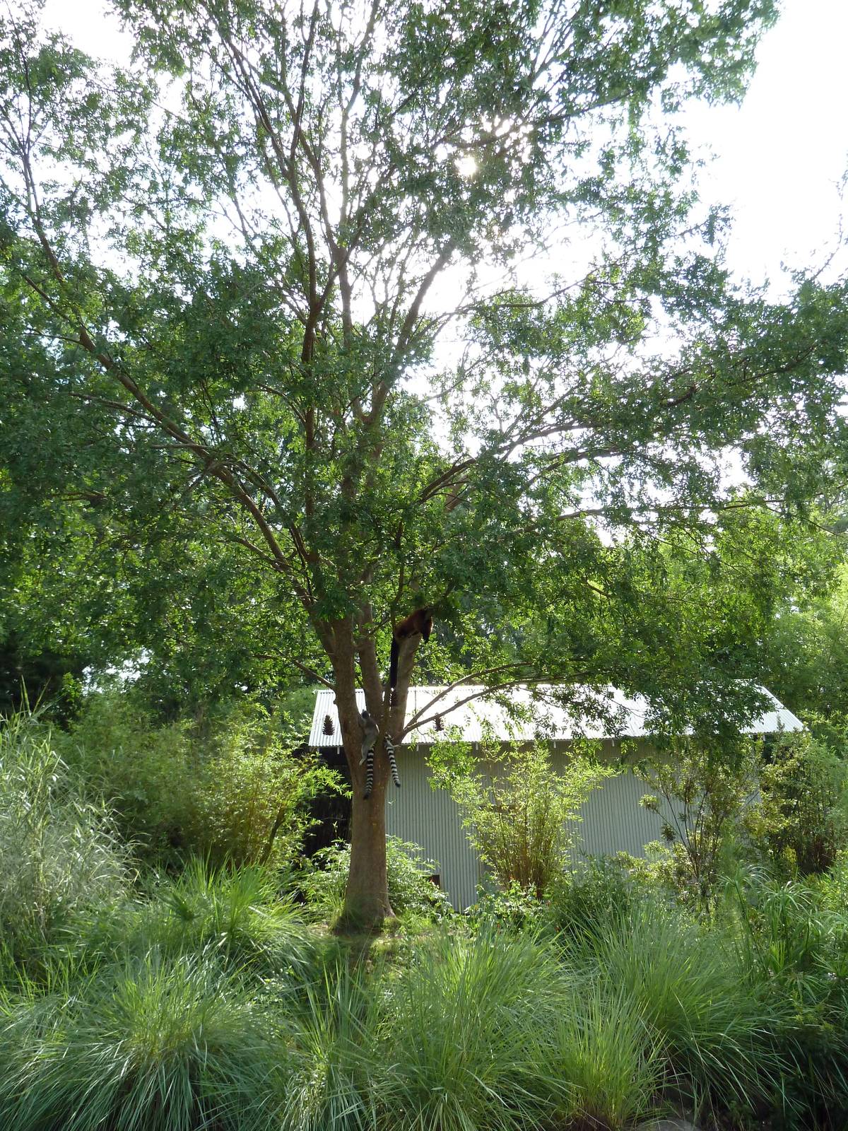 Ring-Tailed/Red Ruffed Lemur Exhibit