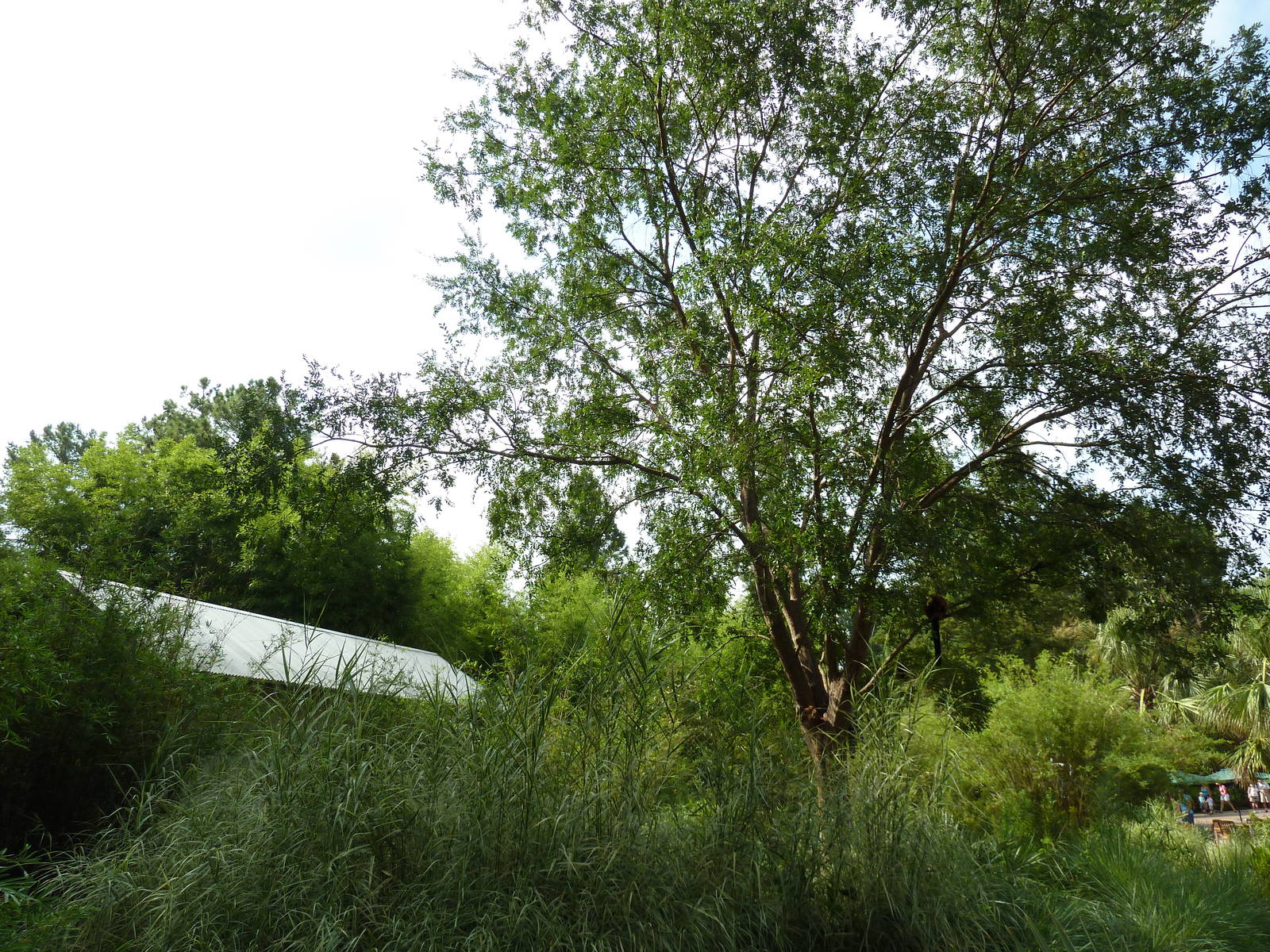 Ring-Tailed/Red Ruffed Lemur Exhibit