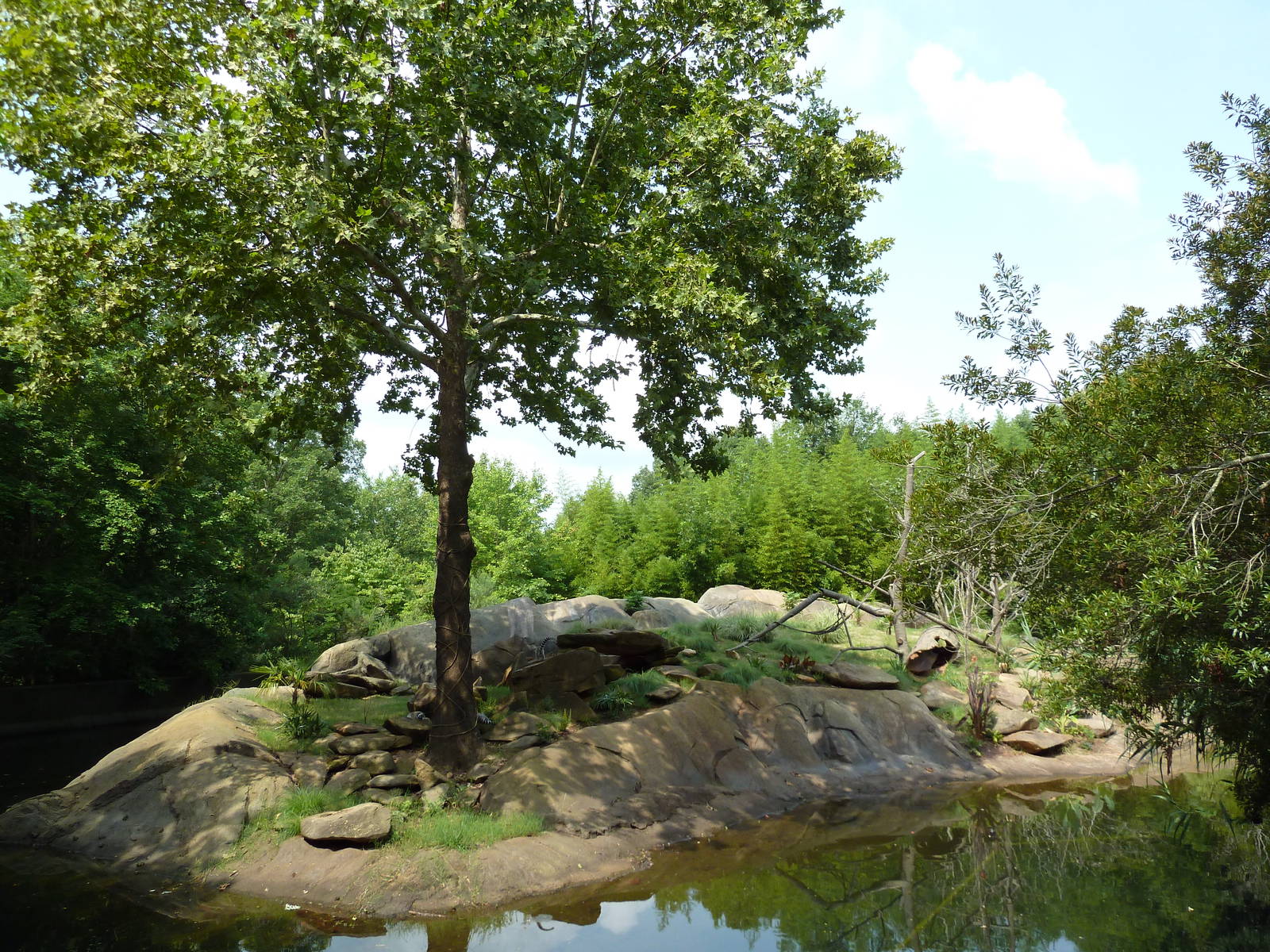 Ring-Tailed/Red Ruffed Lemur Island