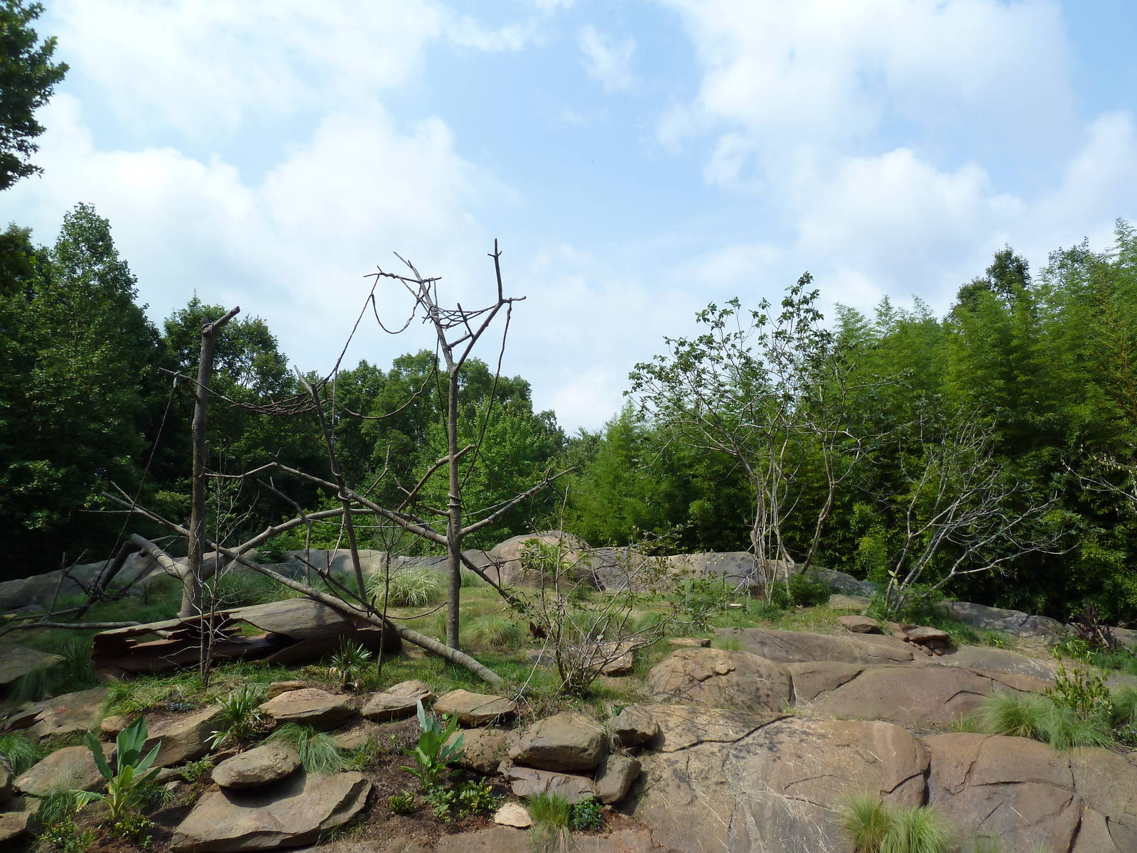 Ring-Tailed/Red Ruffed Lemur Island