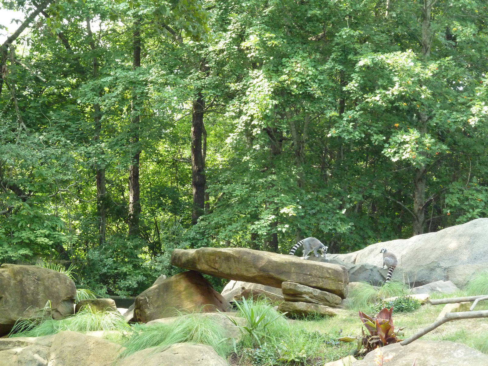 Ring-Tailed/Red Ruffed Lemur Island