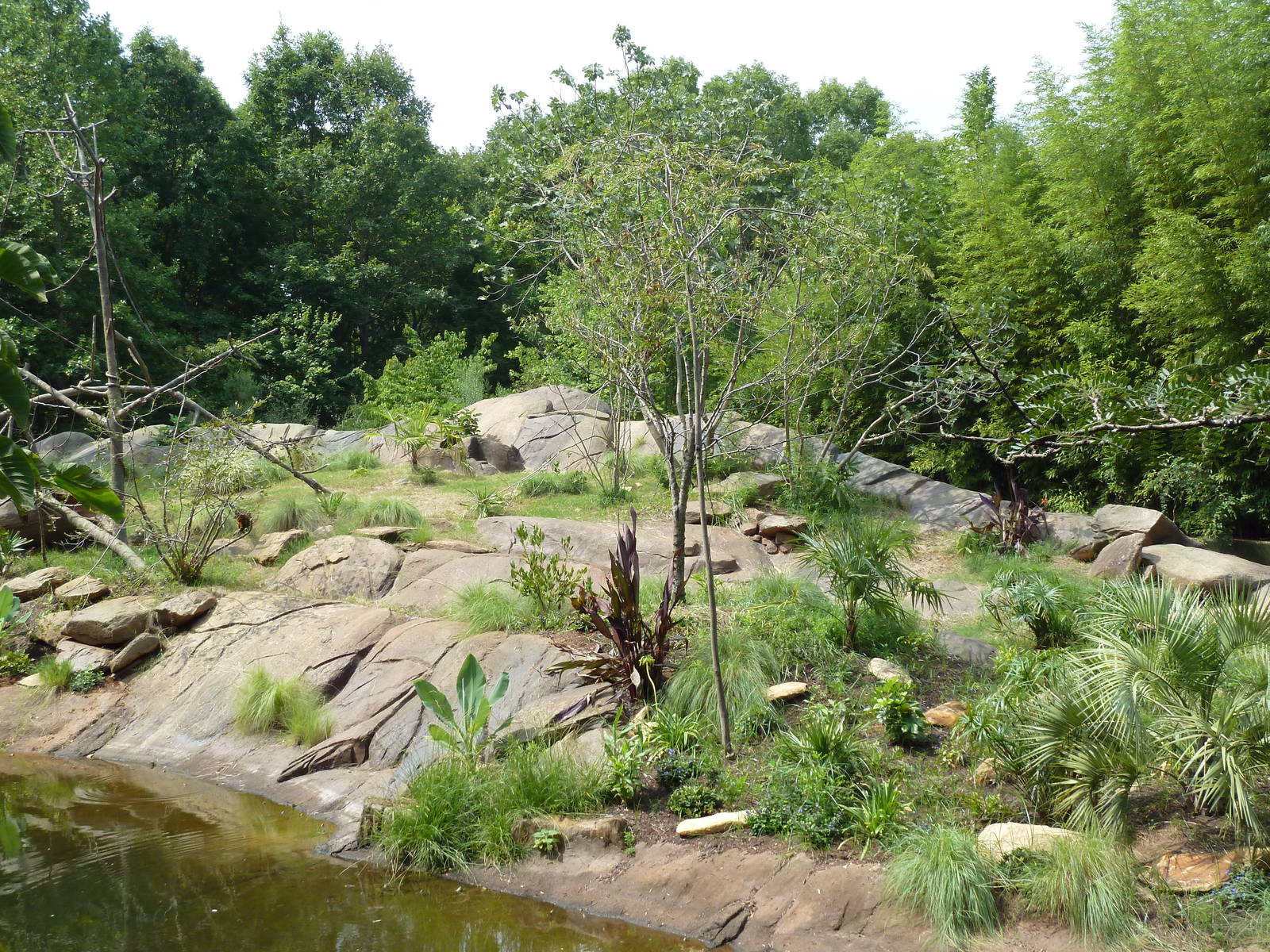 Ring-Tailed/Red Ruffed Lemur Island