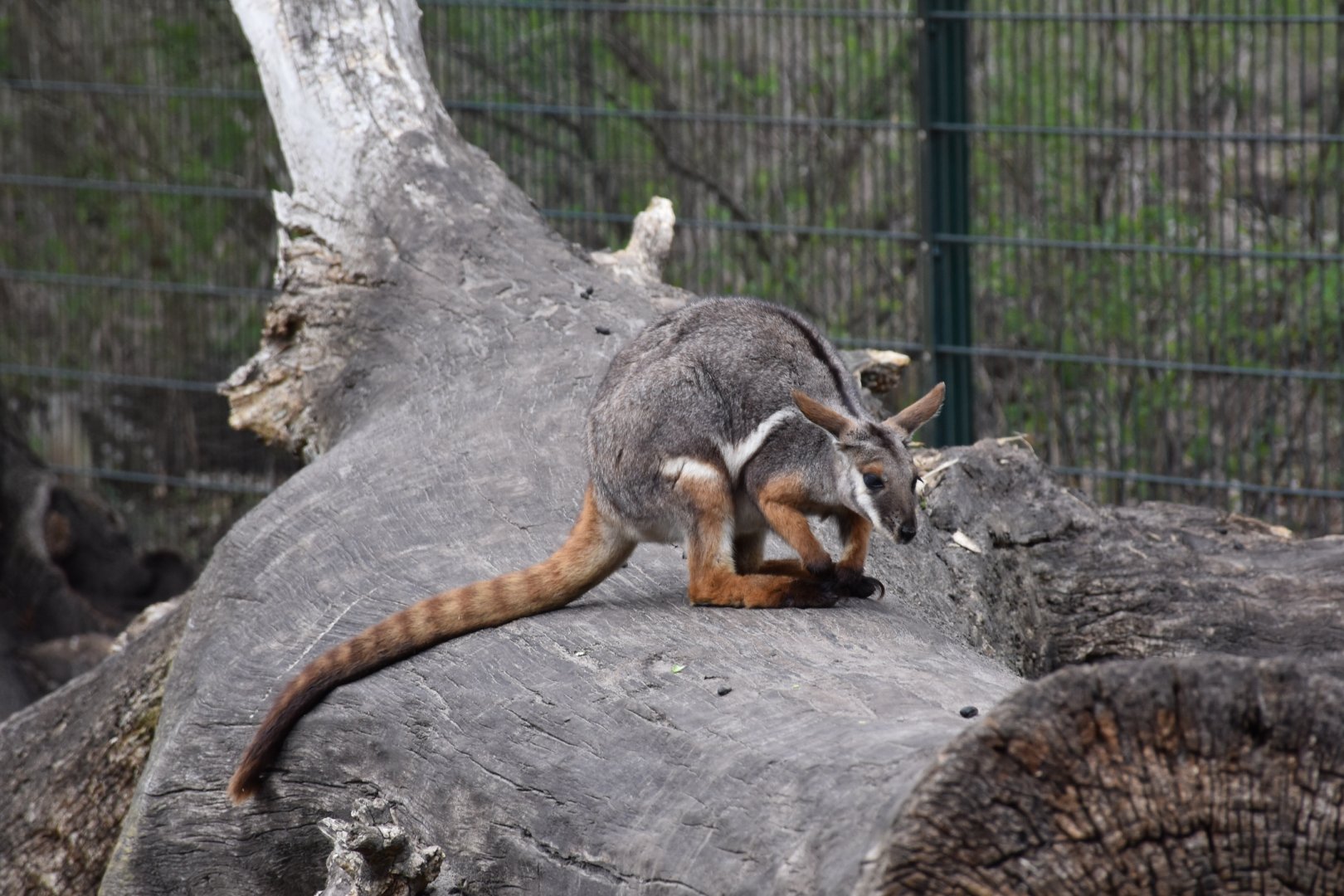 Ring-tailed rock-wallaby