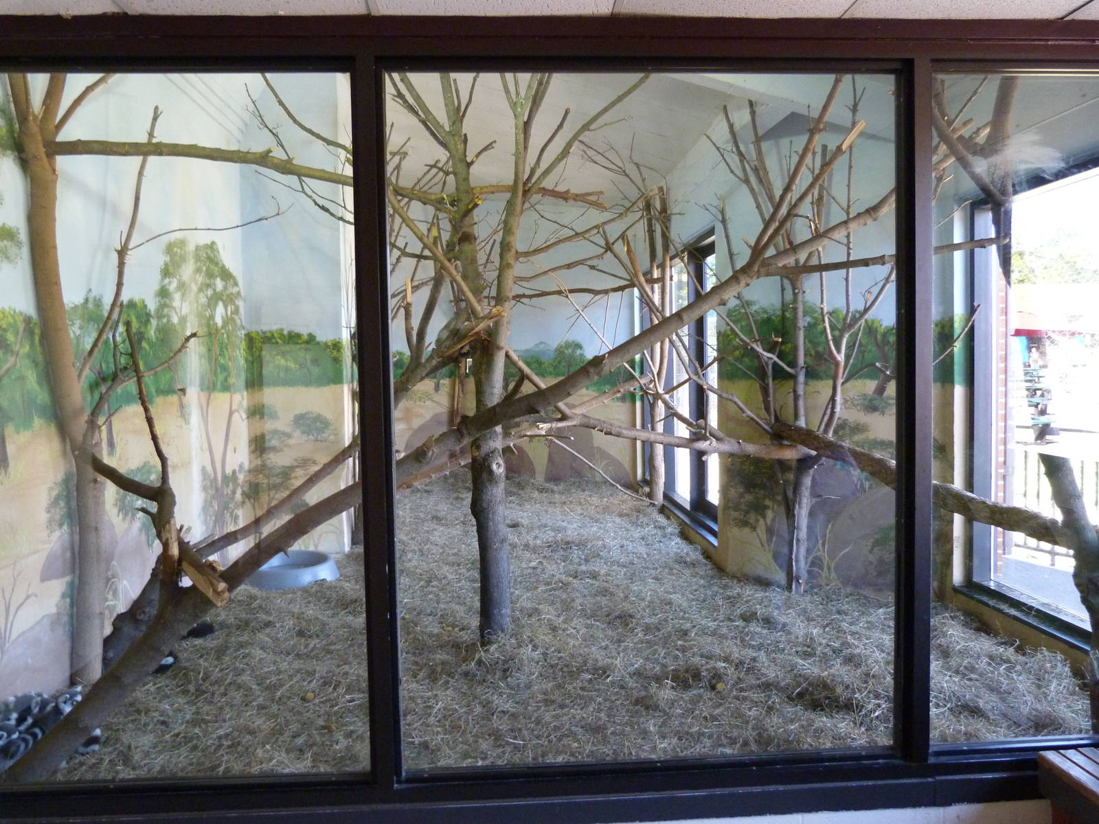 Ring Tailed & Ruffed Lemur Exhibit