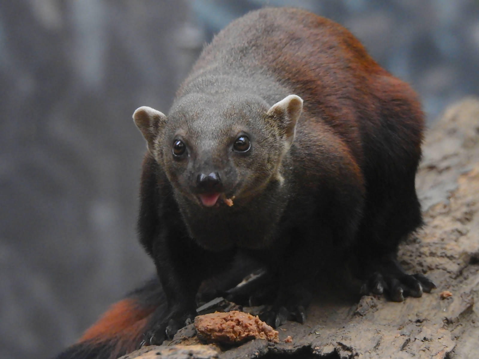 Ring Tailed Vonistra