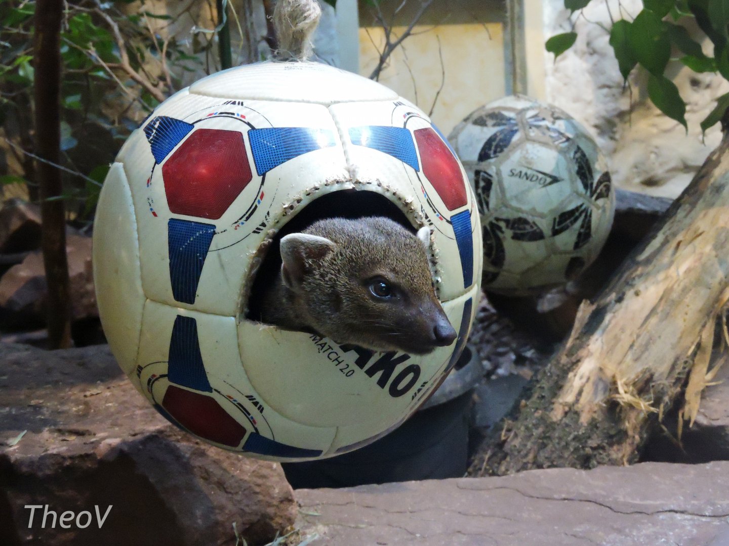 Ring-tailed vontsira [2017]