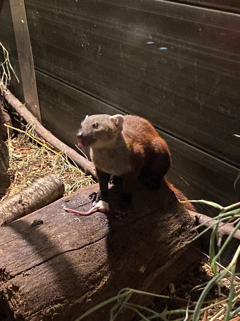 Ring-tailed vontsira 290723