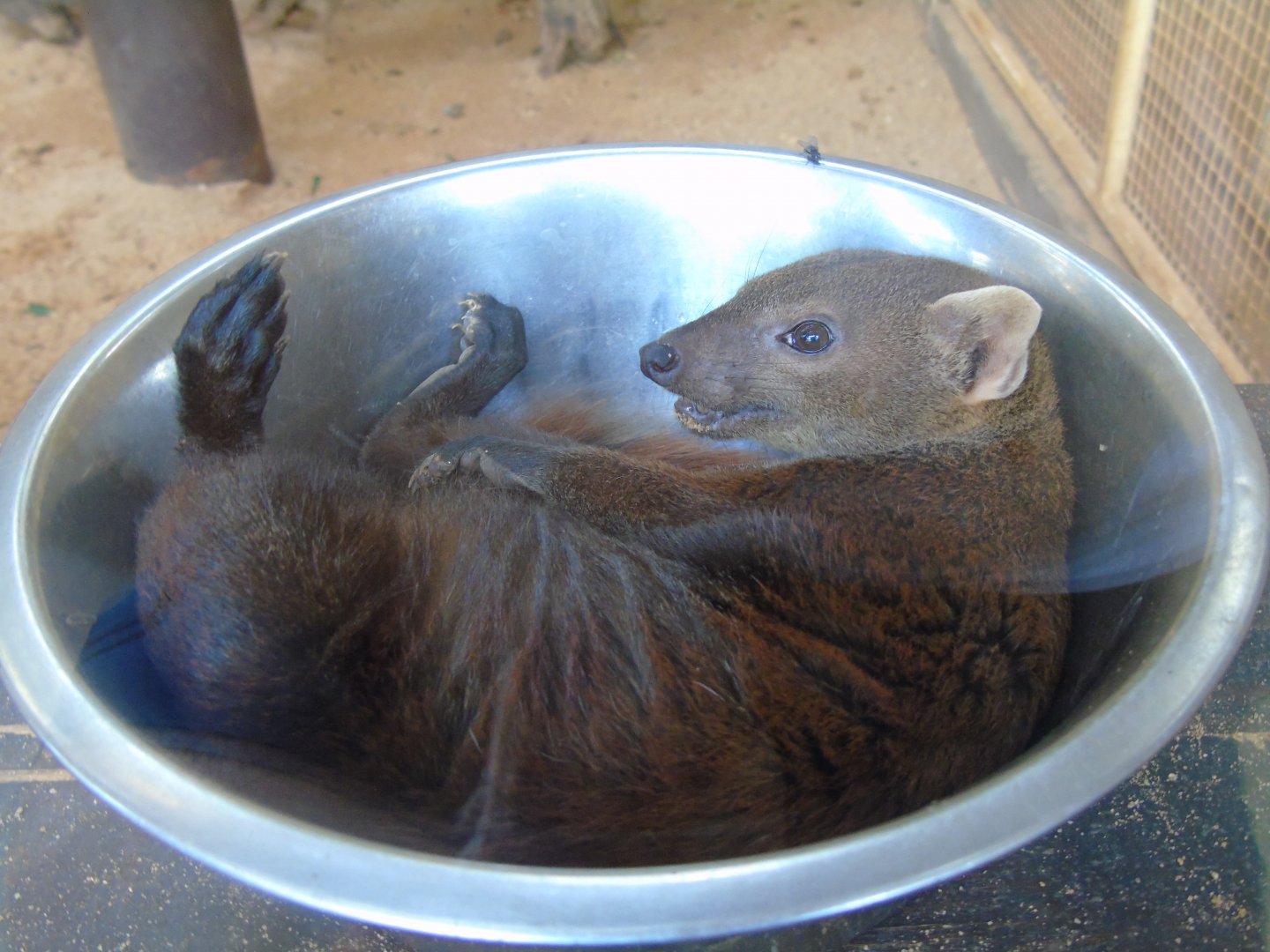 Ring-tailed vontsira - August 2018