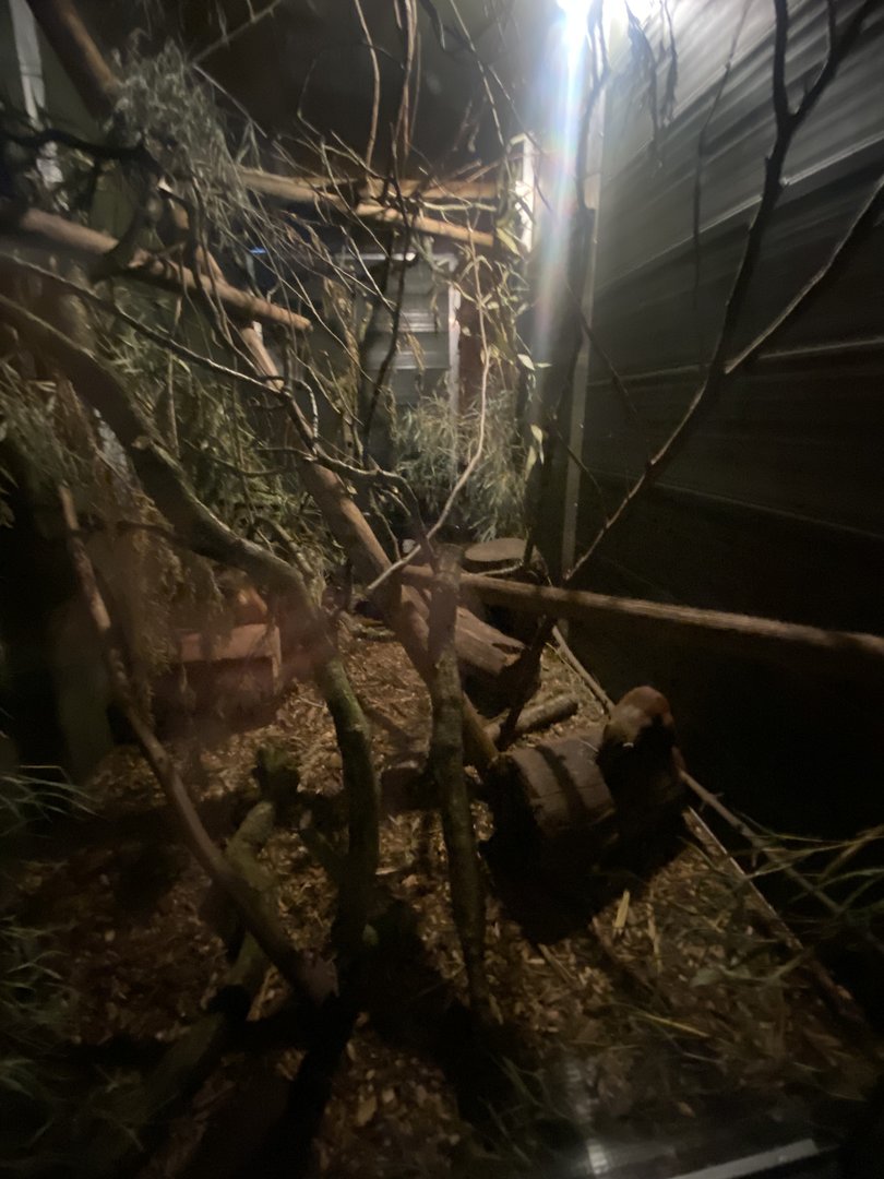 Ring-tailed vontsira enclosure 290723