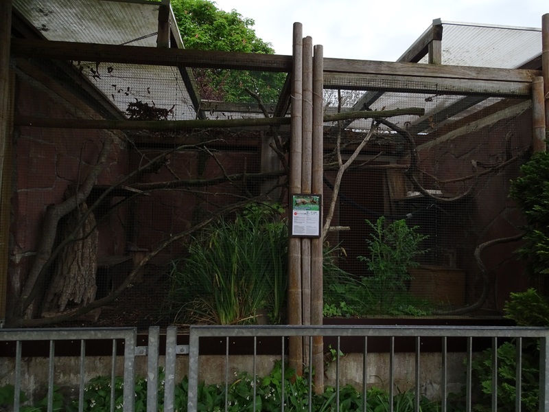 Ring-tailed vontsira enclosure