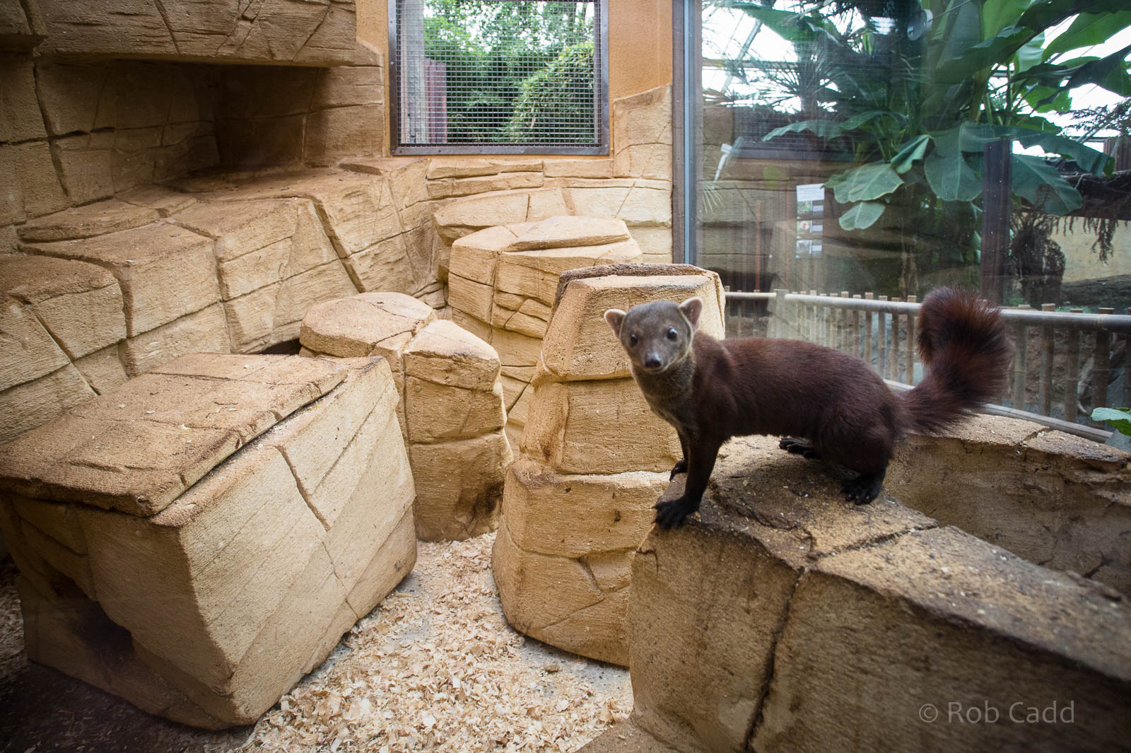 Ring-tailed vontsira (exhibit) : RSCC : 17 Oct 2014