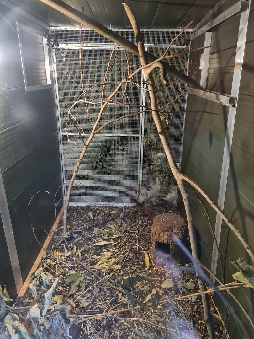 Ring-Tailed Vontsira Exhibit