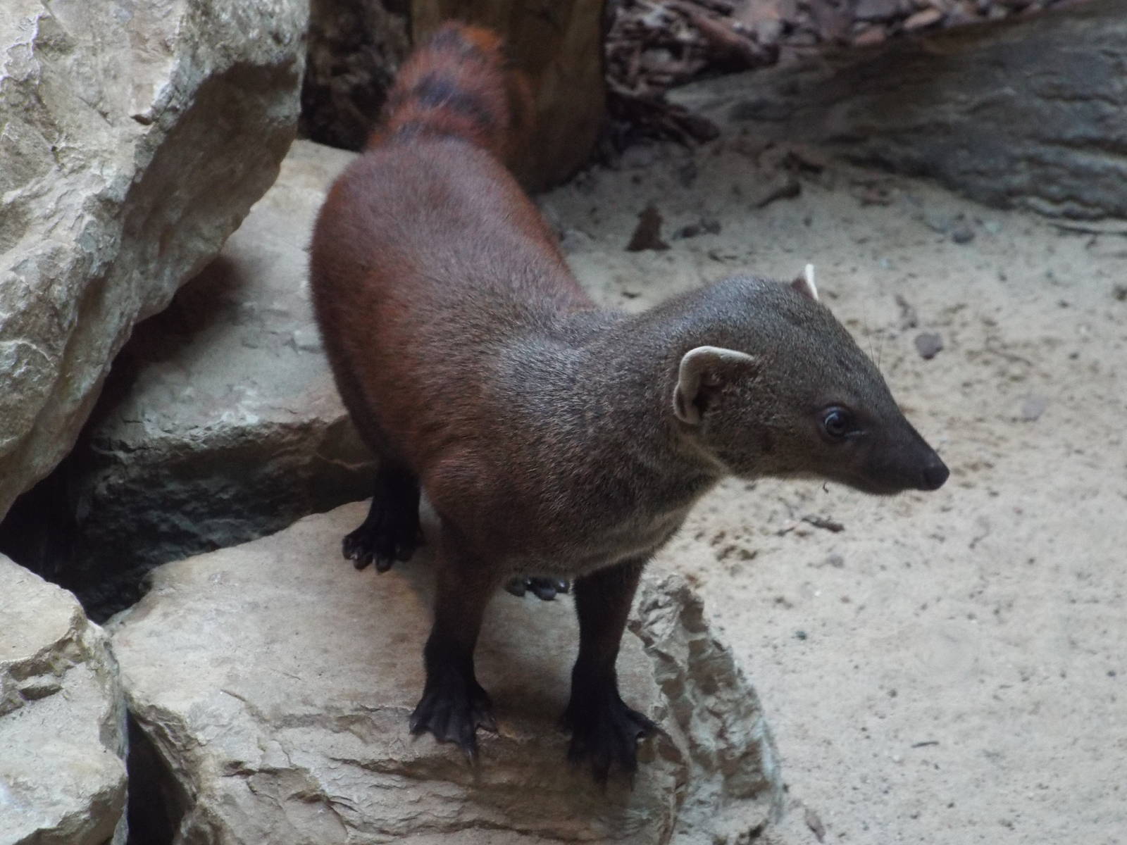 Ring-tailed Vontsira (Galidia elegans) at Zoo Berlin - 6th April 2014
