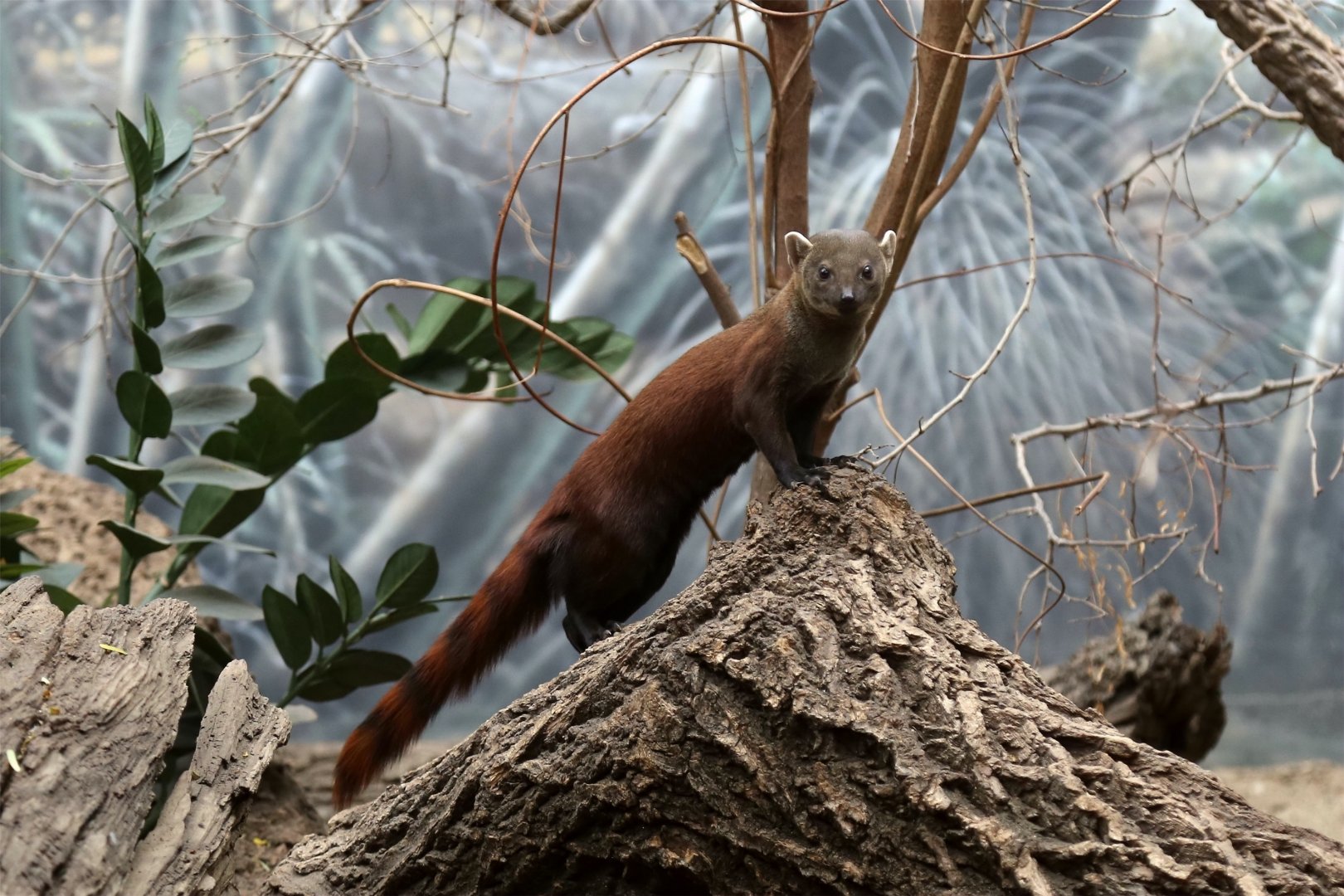 Ring-tailed Vontsira (Galidia elegans)