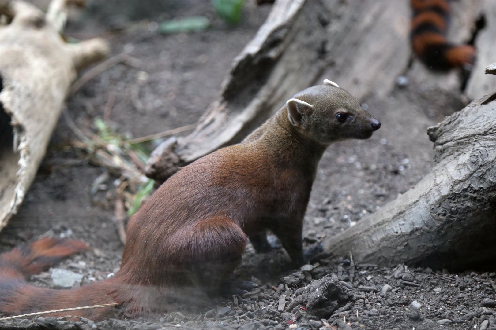 Ring-tailed Vontsira (Galidia elegans)