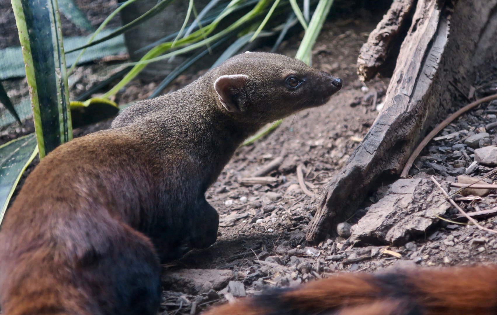 Ring-Tailed Vontsira (Galidia elegans)