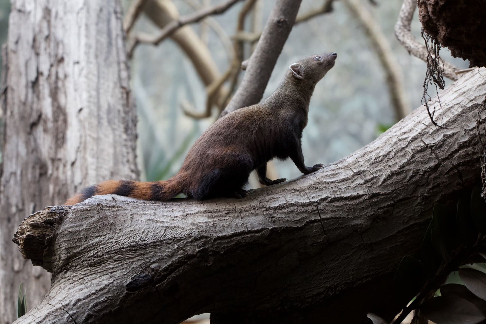 Ring-tailed Vontsira/ Galidia elegans