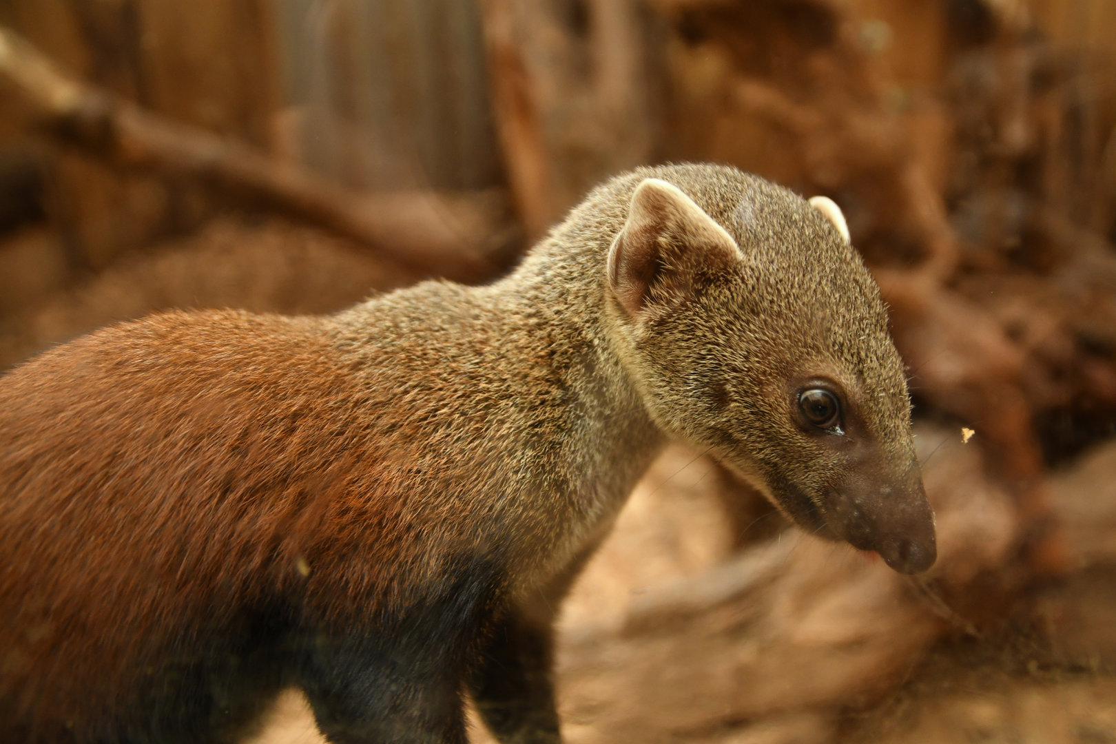 Ring-tailed vontsira (Galidia elegans)