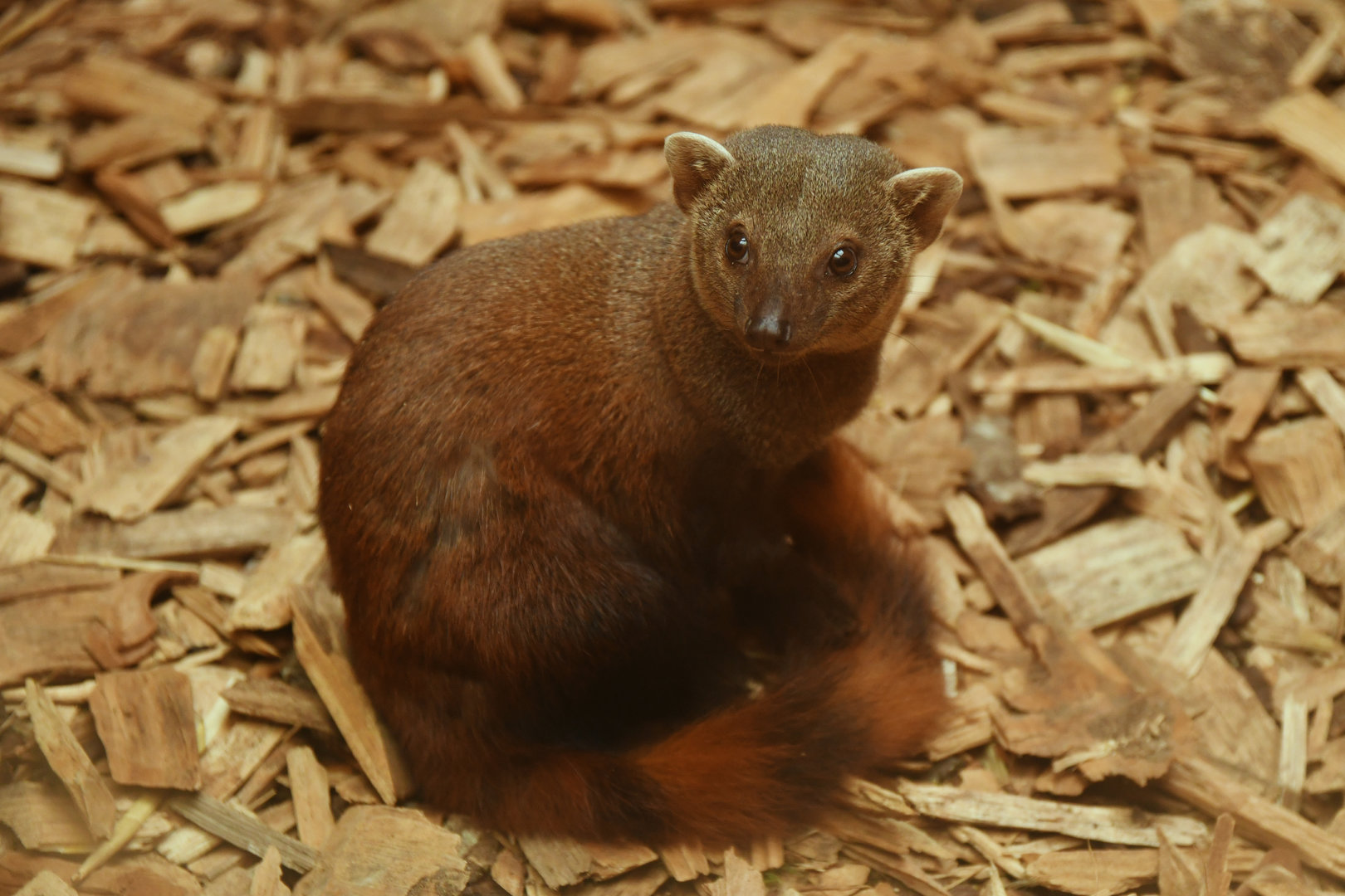 Ring-tailed vontsira (Galidia elegans)