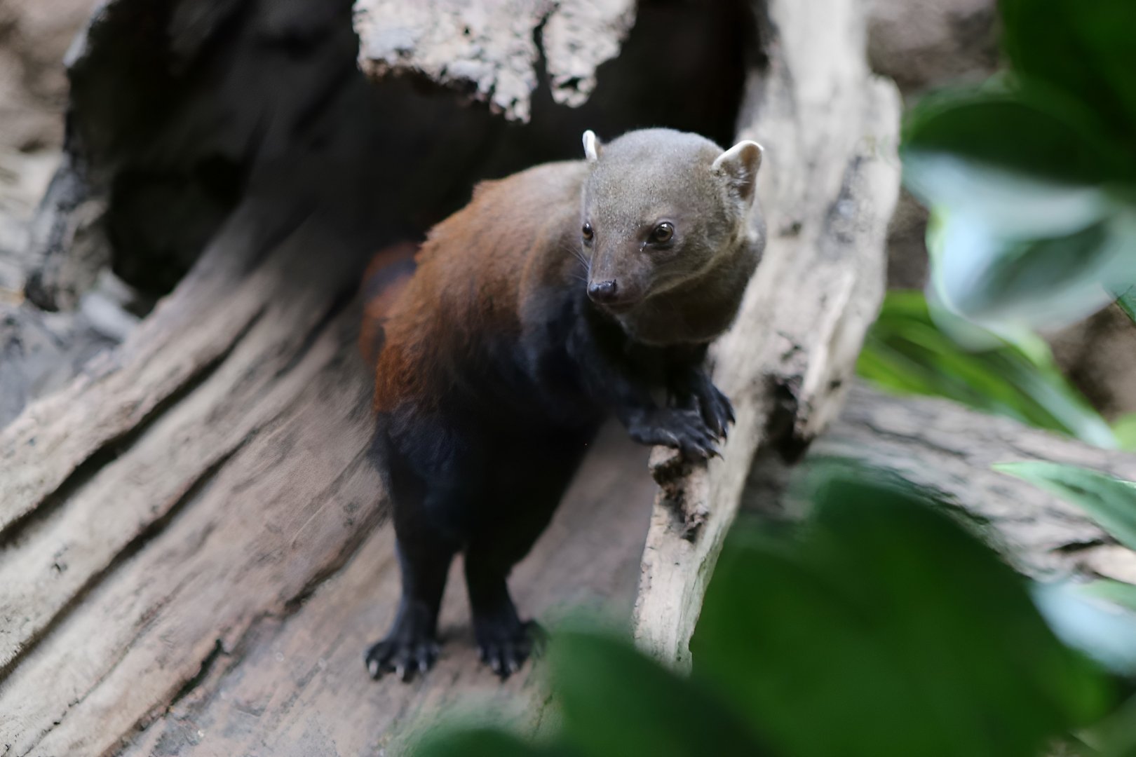 Ring-tailed Vontsira (Galidia elegans)