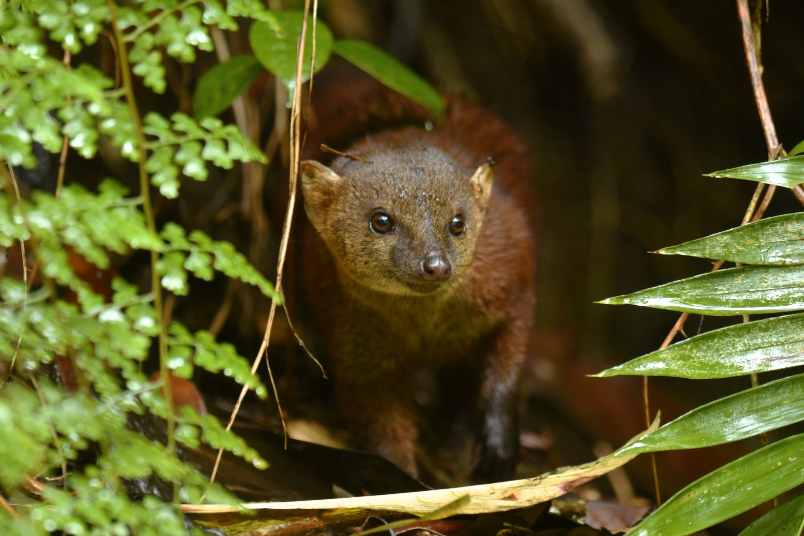 Ring-tailed vontsira (Galidia elegans)