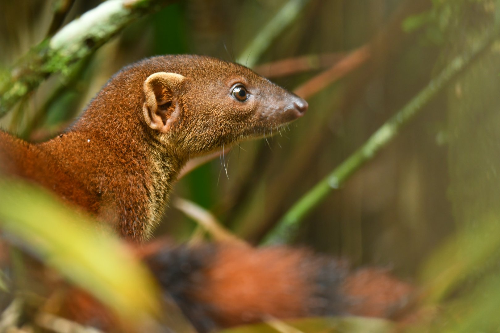 Ring-tailed vontsira (Galidia elegans)