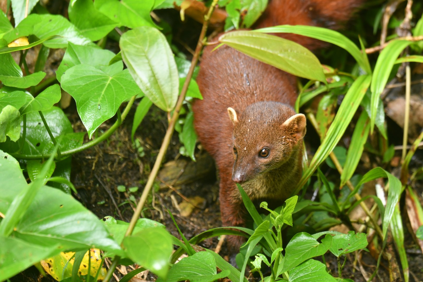 Ring-tailed vontsira (Galidia elegans)