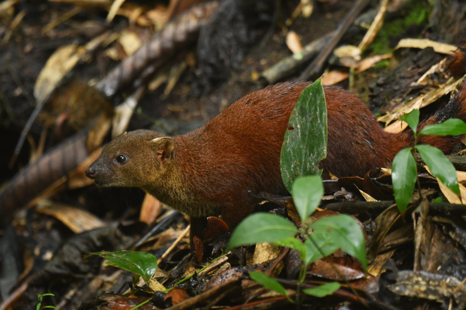 Ring-tailed vontsira (Galidia elegans)