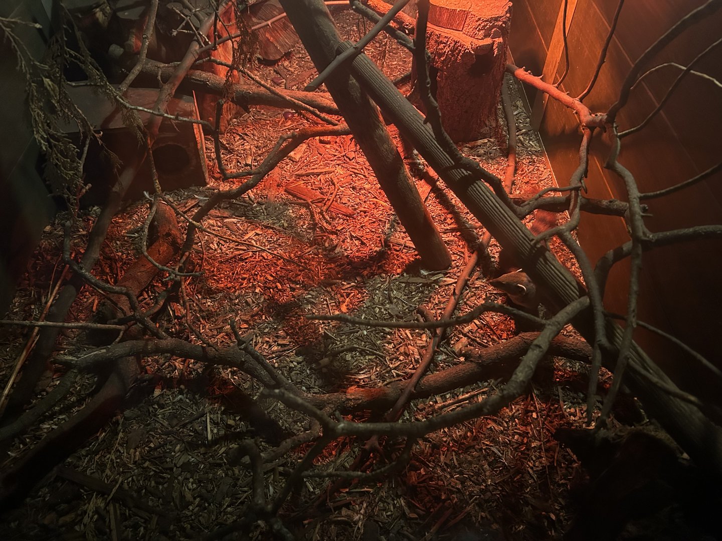 Ring-tailed Vontsira (Galidia elegans)