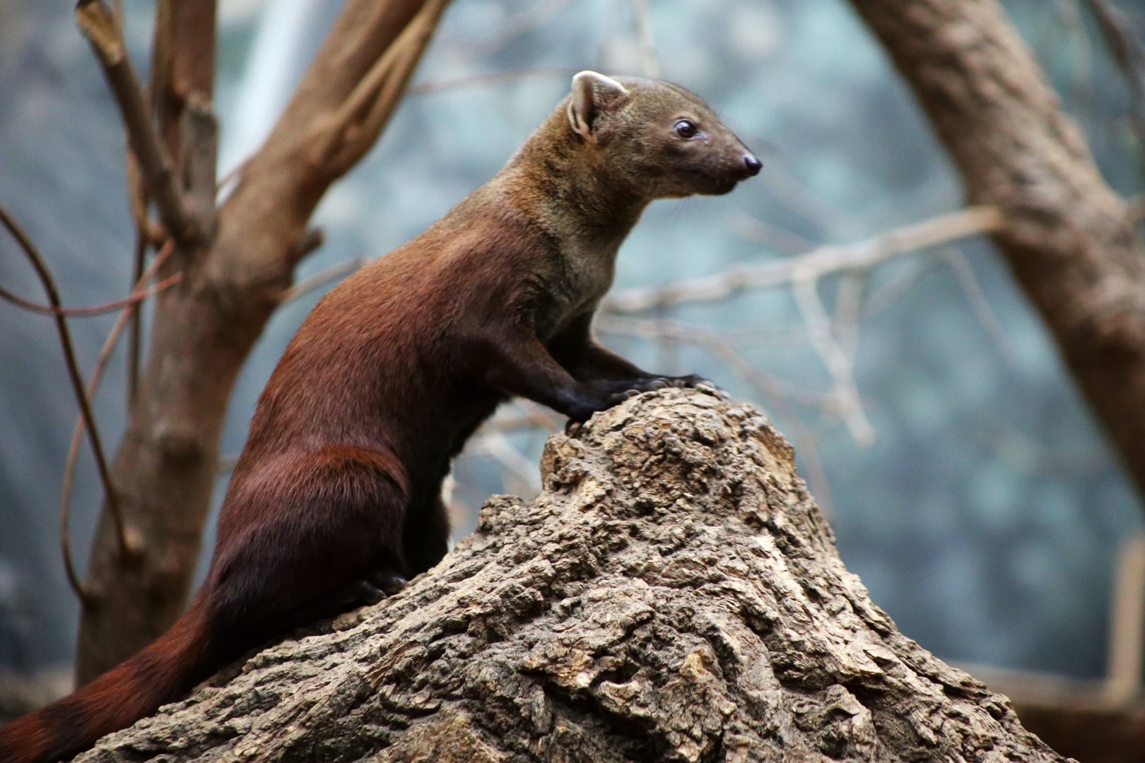 Ring-tailed Vontsira (Galidia elegans)