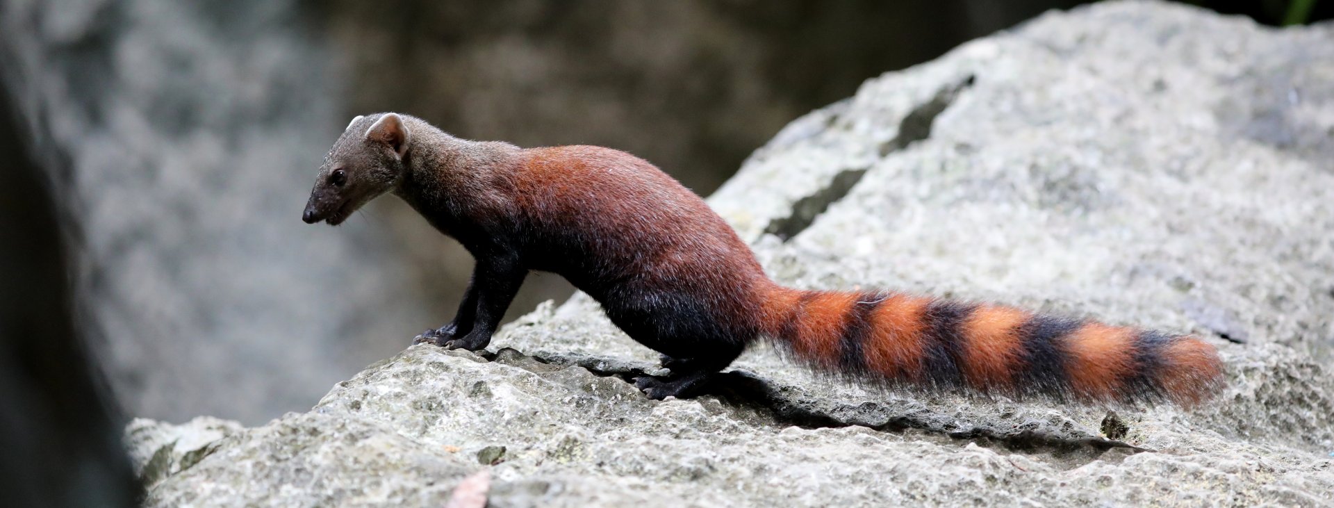 ring-tailed vontsira (Galidia elegans)