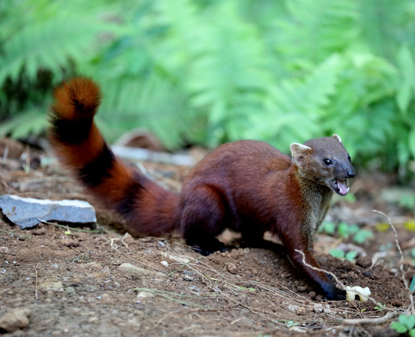ring-tailed vontsira (Galidia elegans)