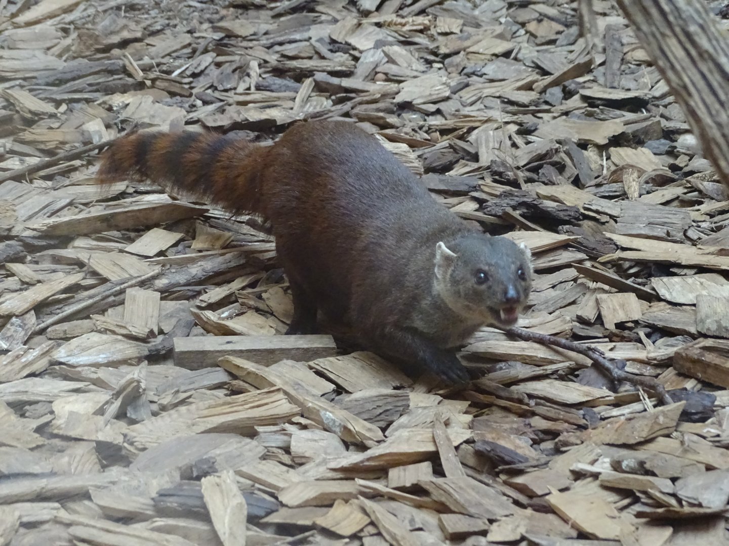 Ring-tailed vontsira (Galidia elegans)