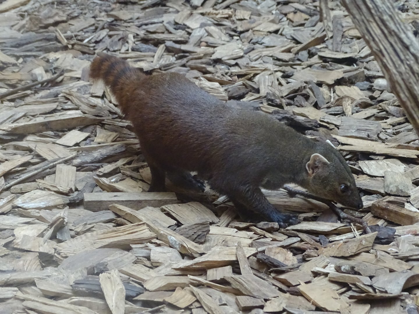 Ring-tailed vontsira (Galidia elegans)