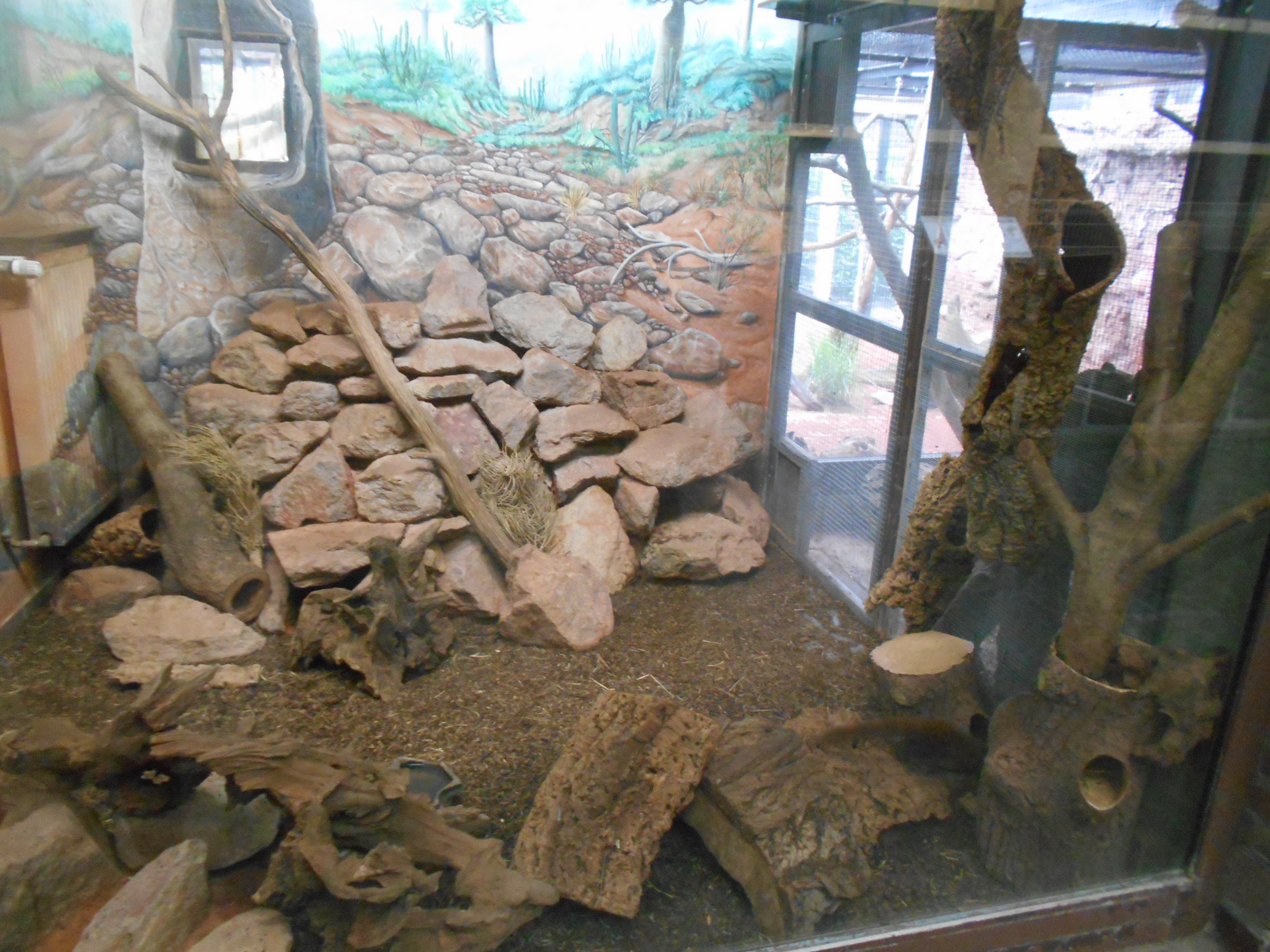 Ring-tailed Vontsira indoors