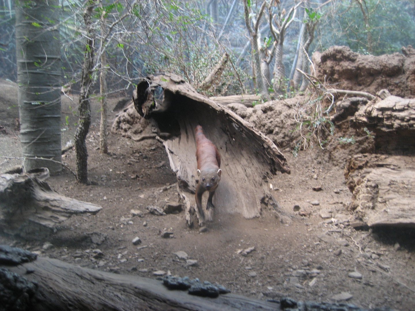 Ring-Tailed Vontsira, Madagascar (August 2010)
