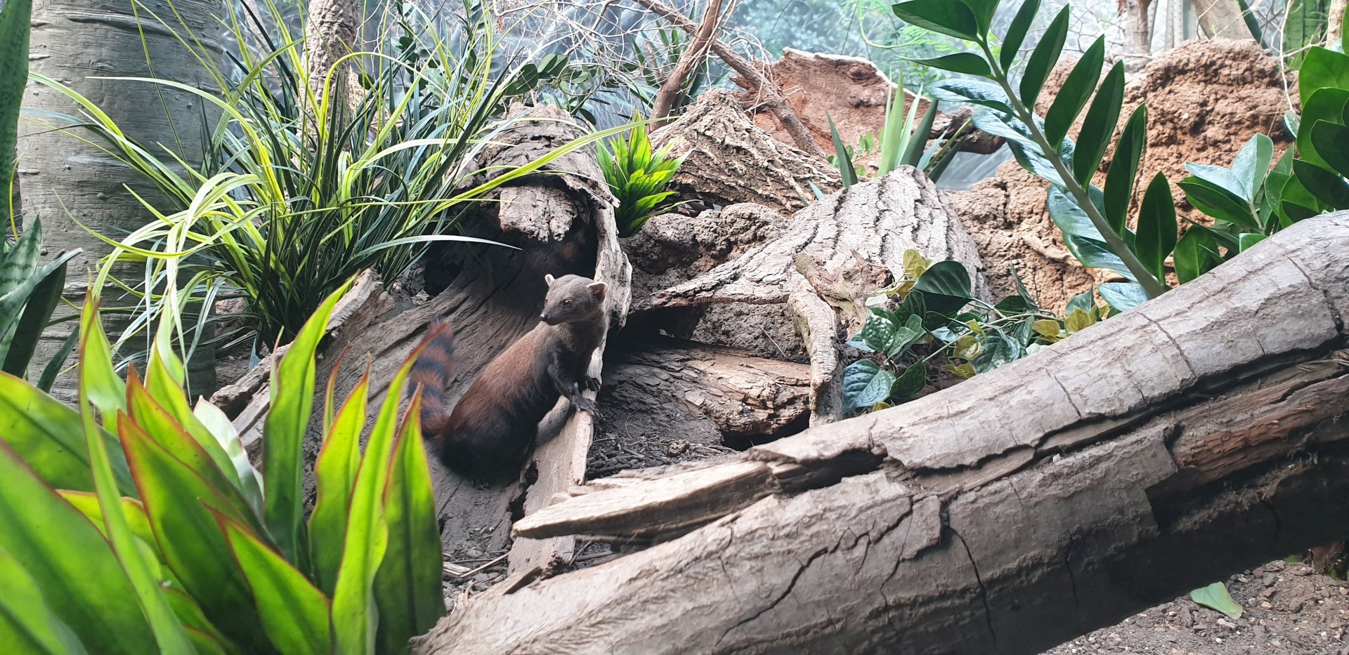 Ring-tailed vontsira, Madagascar