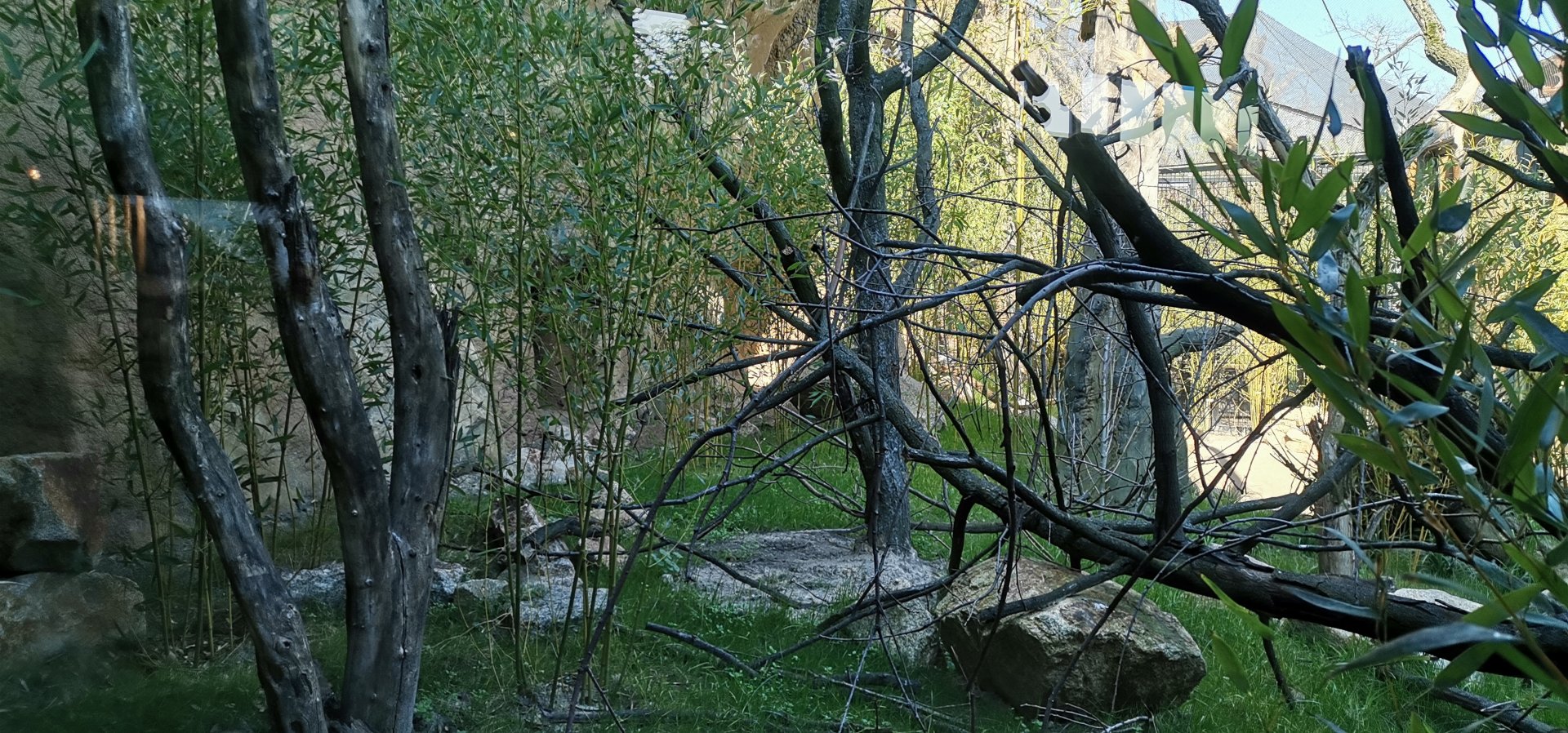 Ring-tailed Vontsira outdoor exhibit