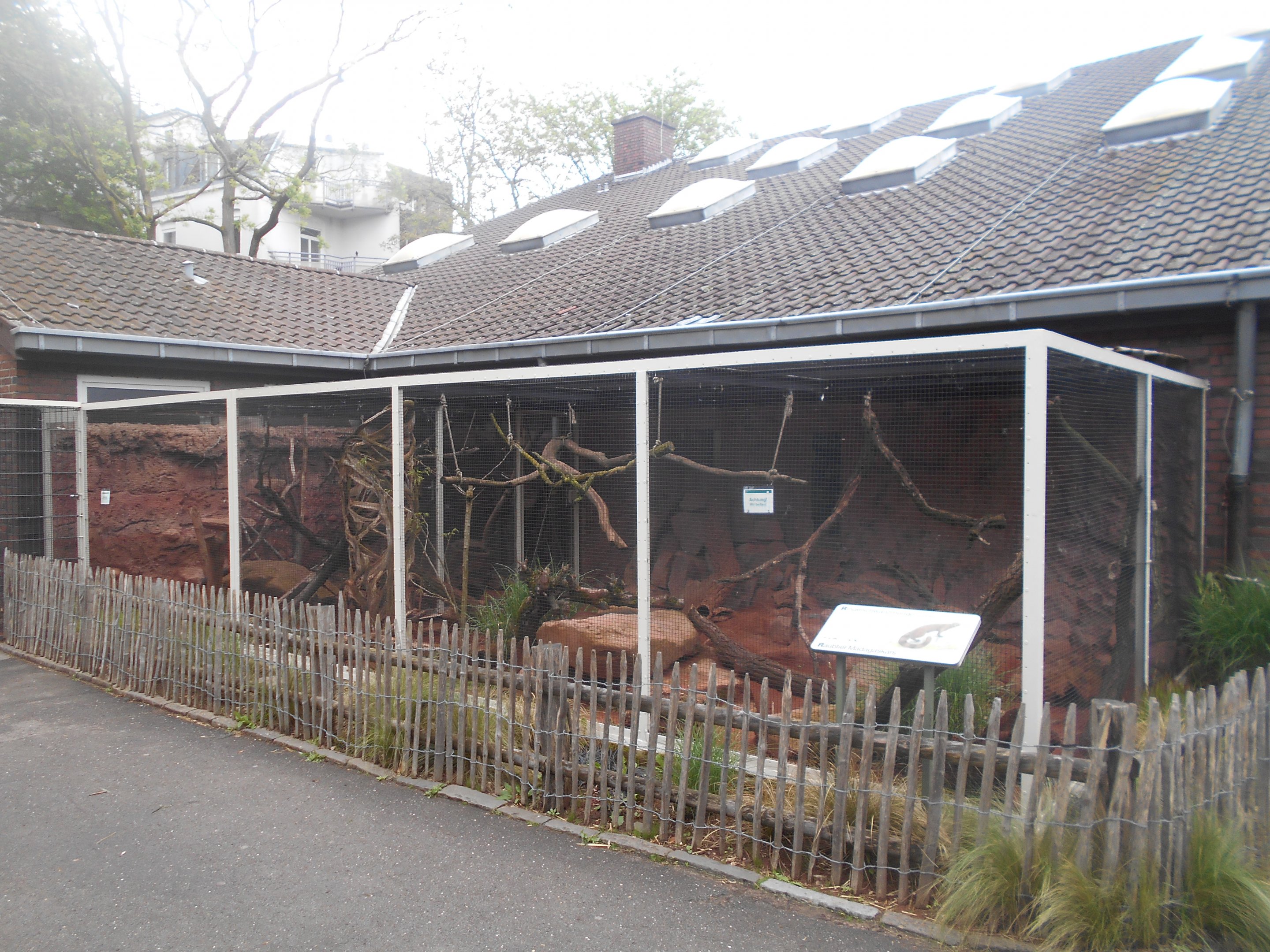 Ring-tailed Vontsira outdoors