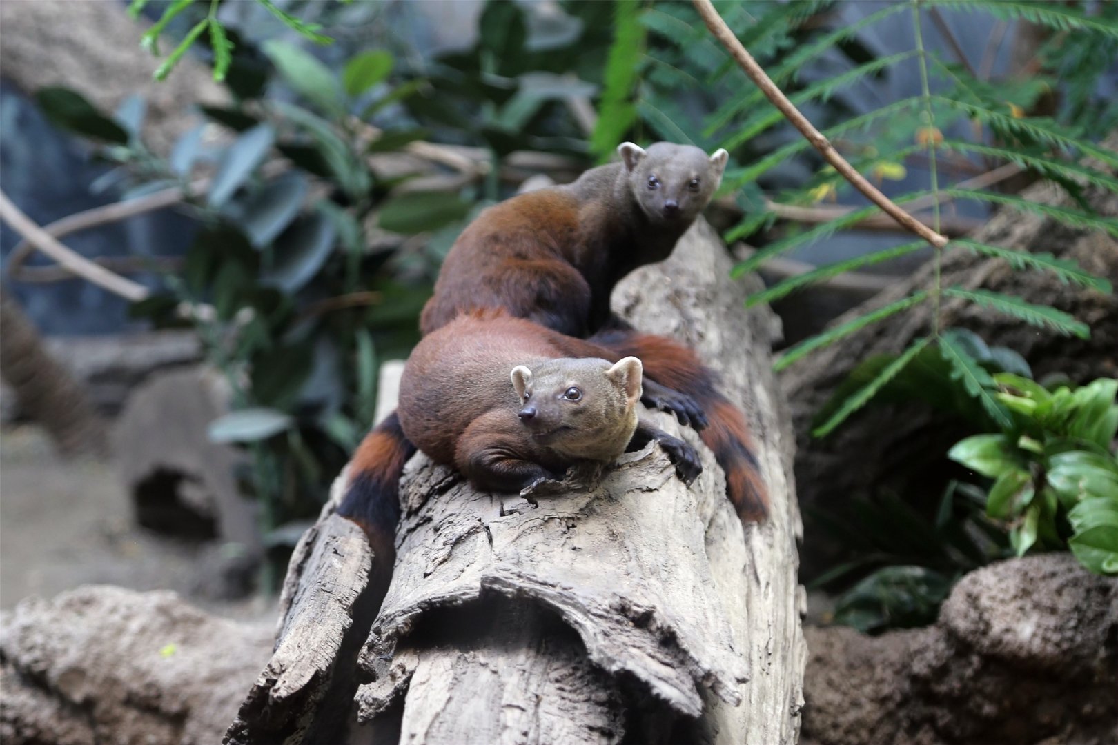 Ring-tailed Vontsira Pair (Galidia elegans)
